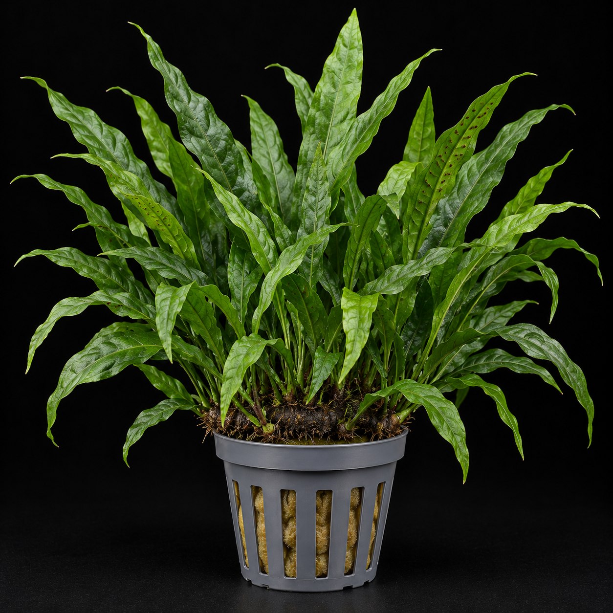Microsorum pteropus XL