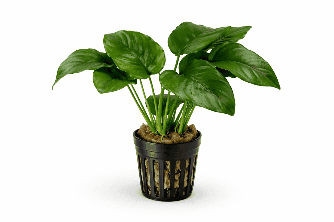 Anubias Barteri - Breitblättriges Speerblatt – Bild 2