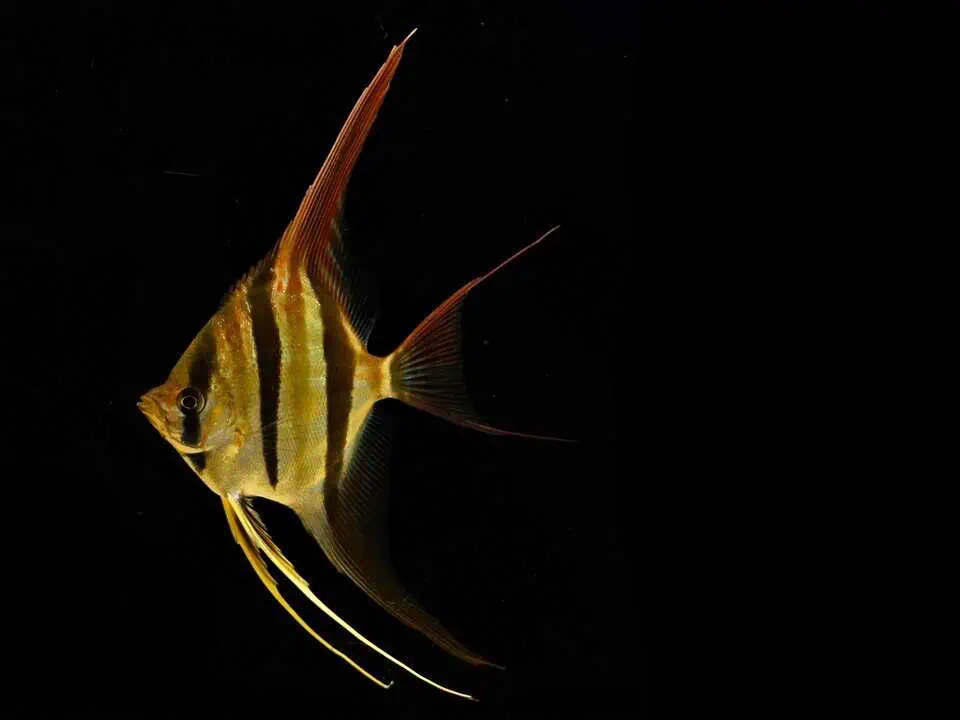 Pterophyllum altum - Echter Altum Skalar