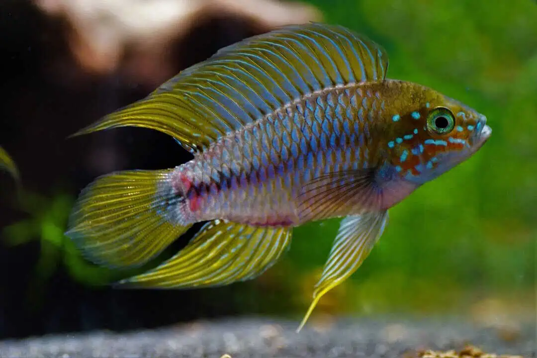 Apistogramma borelli Opal - Borellis Zwergbuntbarsch