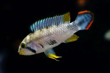 Apistogramma Panduro -Panduros Zwergbuntbarsch