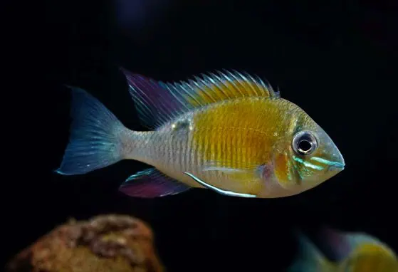 Biotodoma Cupido - Schwanzstreifenbuntbarsch