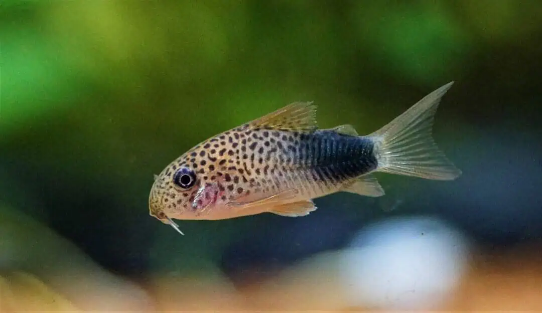 Corydoras Similis - Similis Panzerwels
