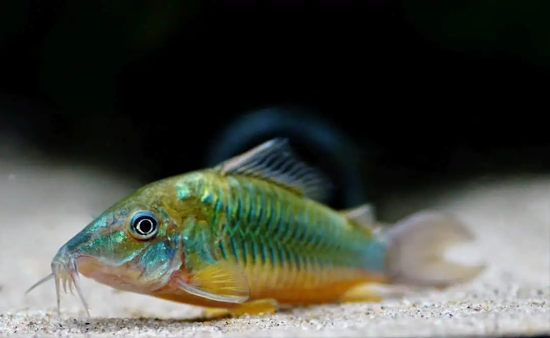 Corydoras Splendens - Brochis Panzerwels
