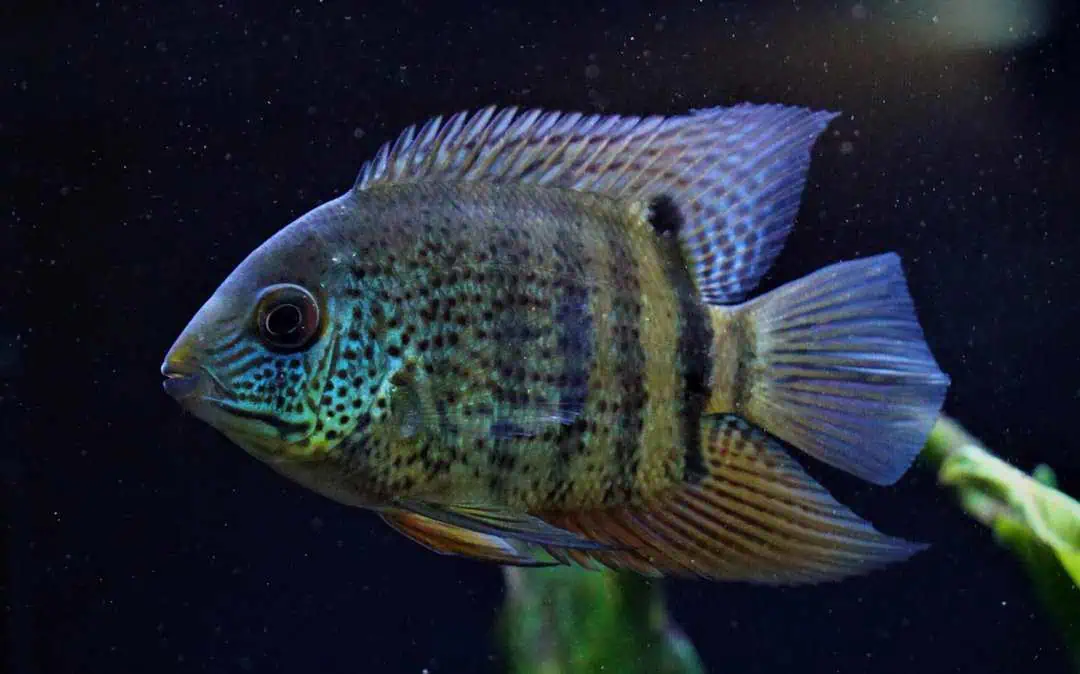 Heros sp. Rio Inirida