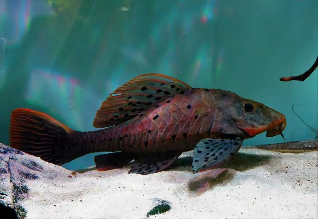L95 Pseudorinelepis sp. - Tannenzapfenwels 35+cm