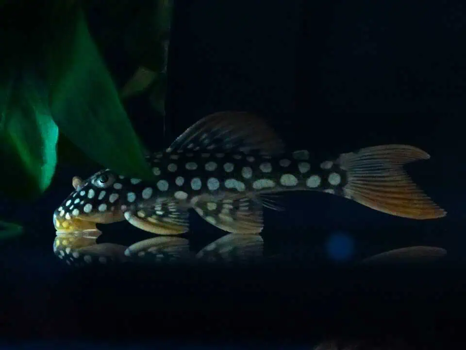 L14 Scobinancistrus aureatus - Sonnenwels