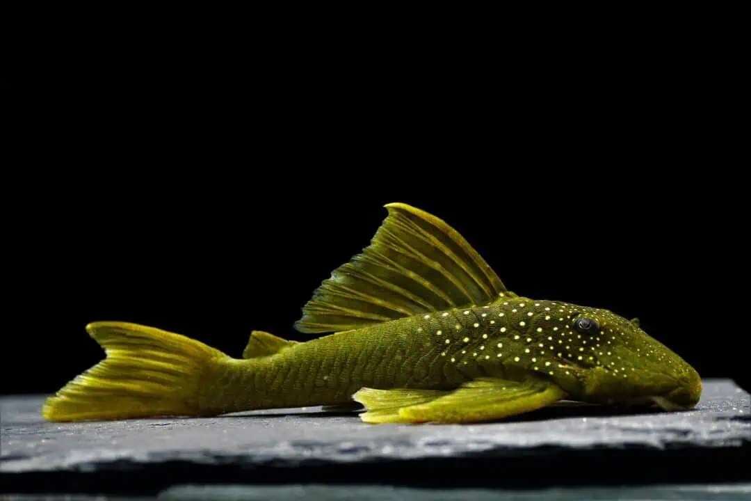 L200 LowFin Hemiancistrus subviridis - Gelber Phantomwels  10-12cm