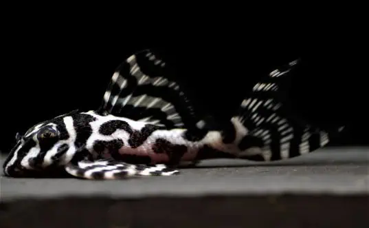 L236 RB Linie Hypancistrus sp. - Schmucklinien Harnischwels 6-8cm