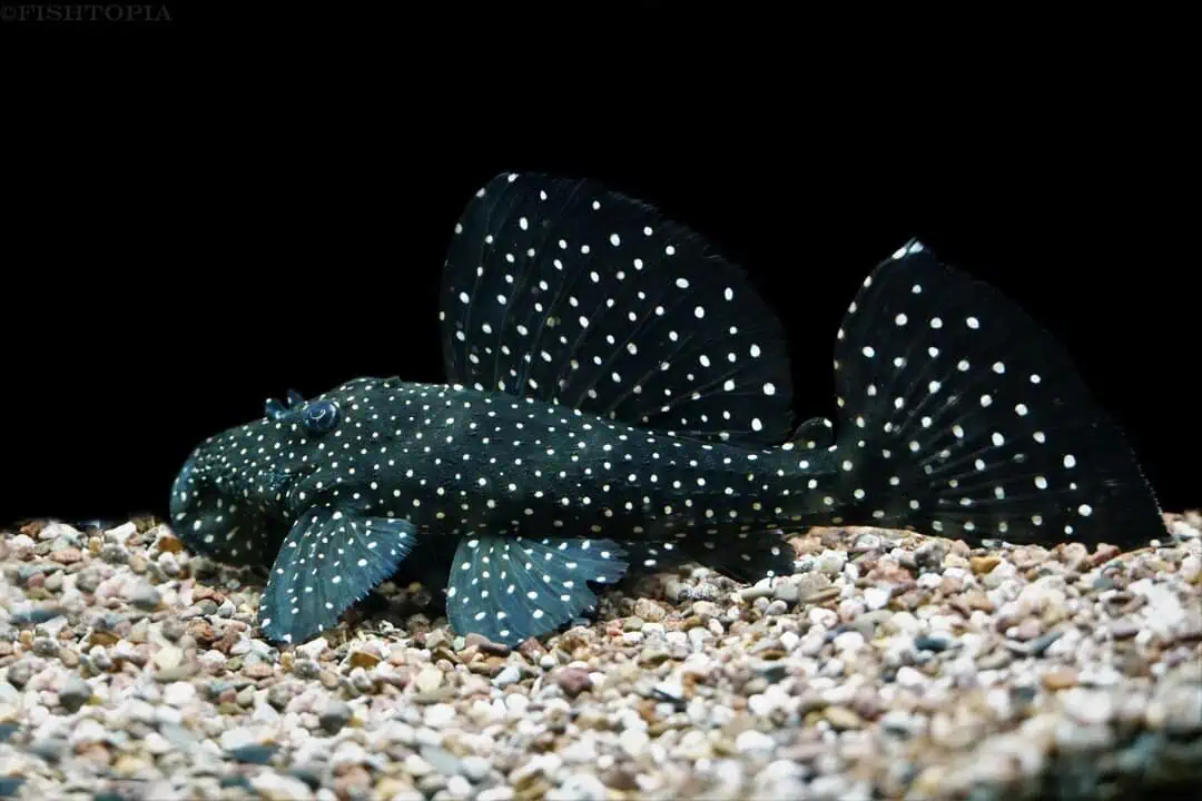 L240 Leporacanthicus - Segelflossen Rüsselzahnwels