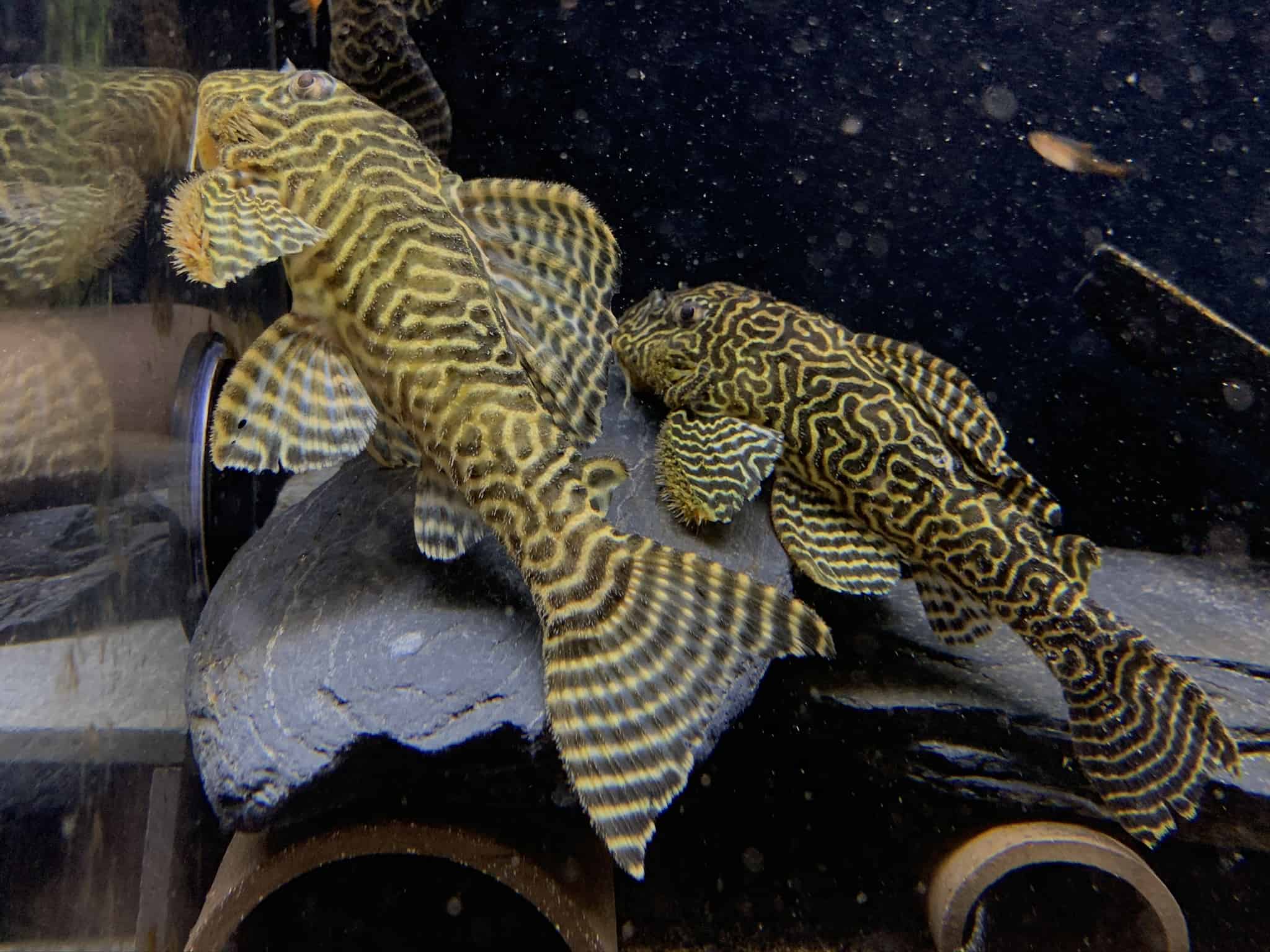 L333 Hypancistrus Königstigerharnischwels
