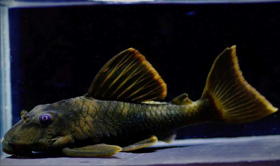 L76 Peckoltia sp. - Orangesaum Zwergschilderwels