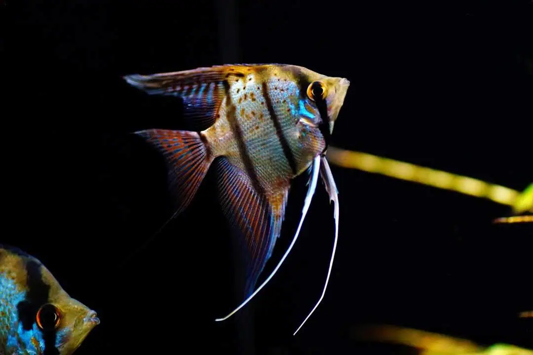 Pterophyllum scalare "Rio Nanay" - Honigfleck Skalar