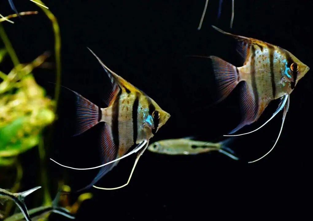 Skalare halten Rio Nanay