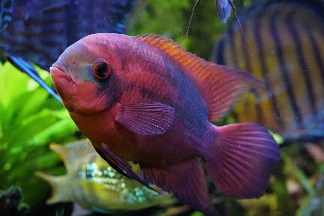 Hypselecara Temporalis Rio Oyapock XL - Smaragd Buntbarsch