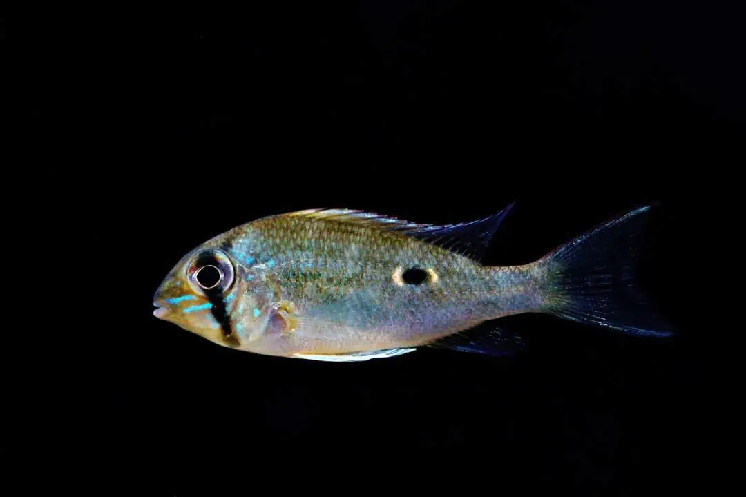 Biotodoma wavrini - Wavrins Buntbarsch WF