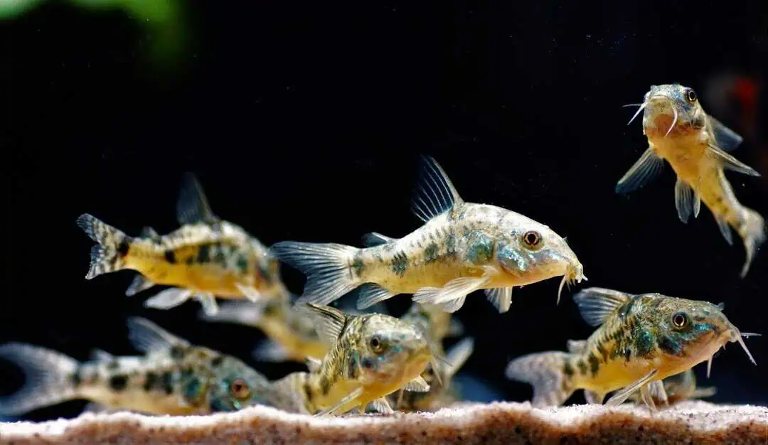 Corydoras paleatus - Marmorierter Panzerwels