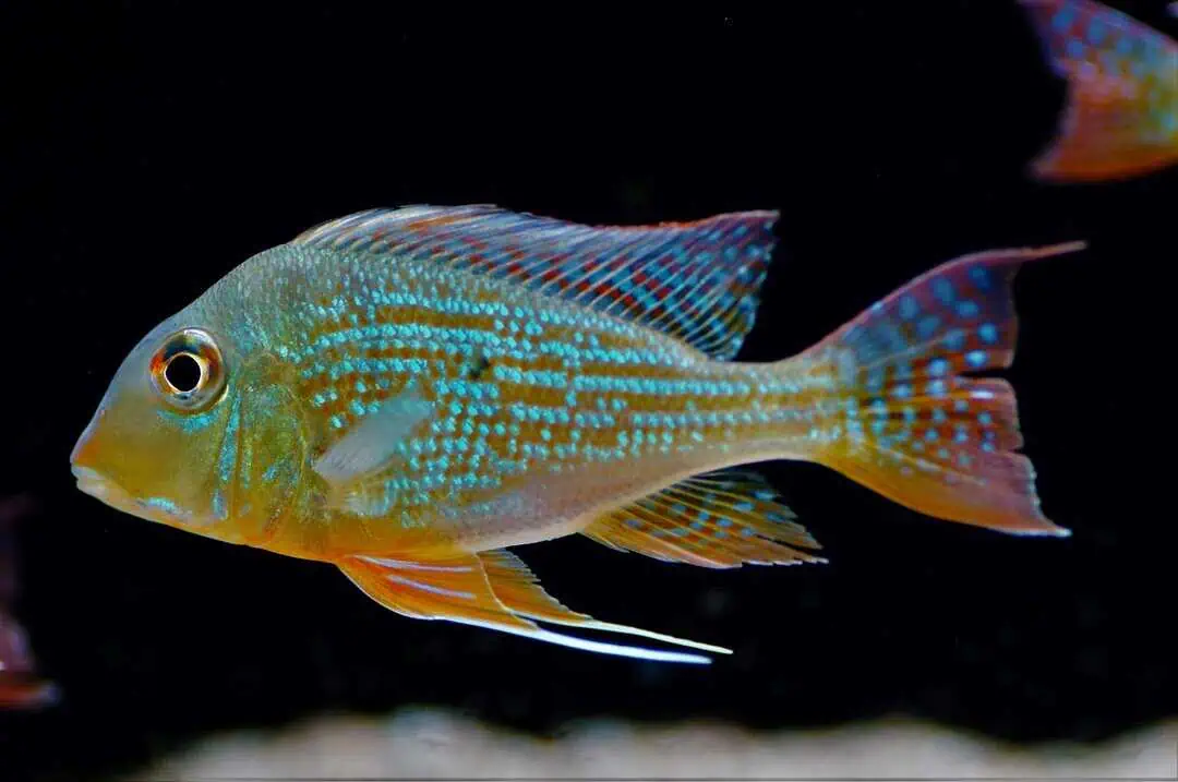 Geophagus altifrons - Hochstirn Erdfresser