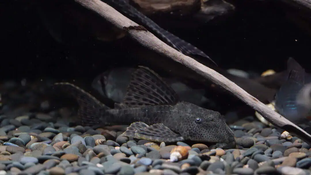 LDA 38 Hypostomus Plecostomoides - Saugmaulwels 8-10cm WF