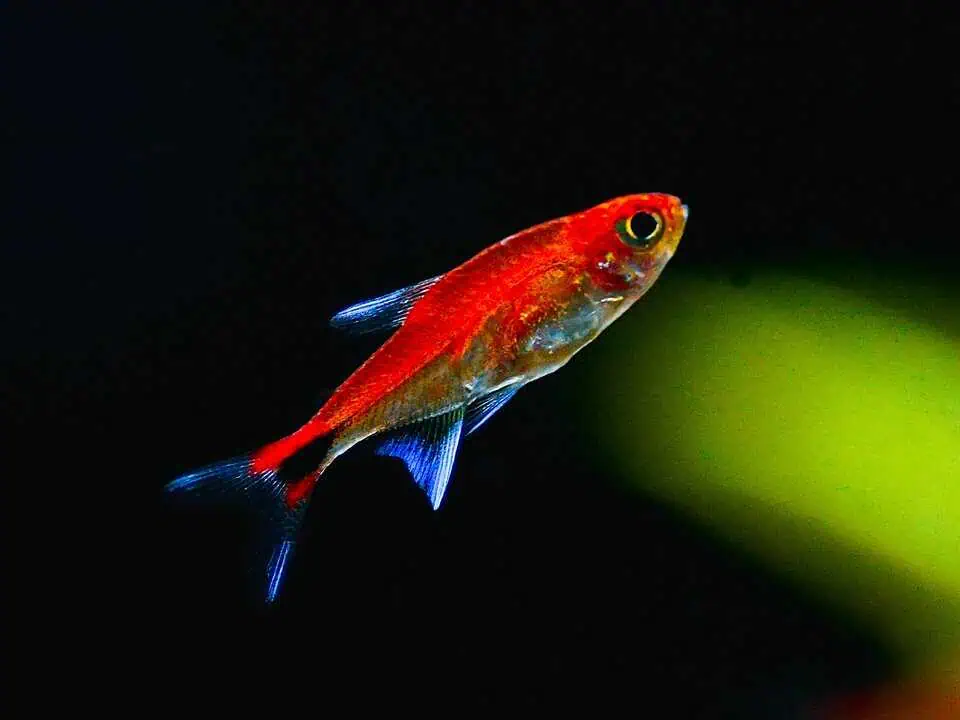 Axelrodia riesei - Roter Pfeffersalmler