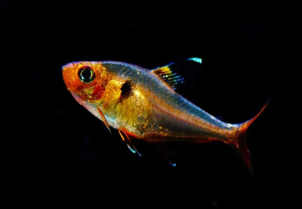 Hyphessobrycon sweglesi - Roter Phantomsalmler WF