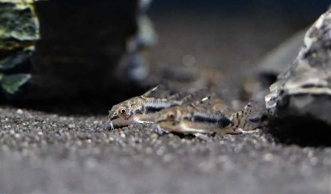 Corydoras Habrosus - Schachbrett Zwergpanzerwels
