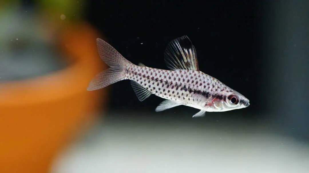 Chilodus Punctatus - Punktierter Kopfsteher