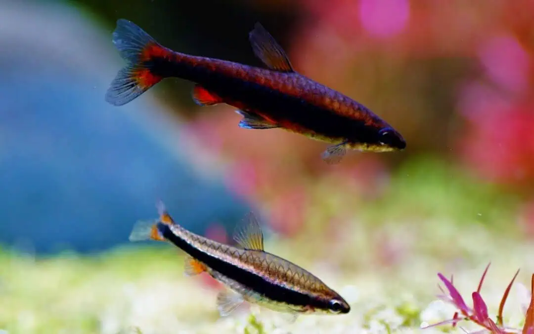 Nannostomus beckfordi - Längsbandziersalmler