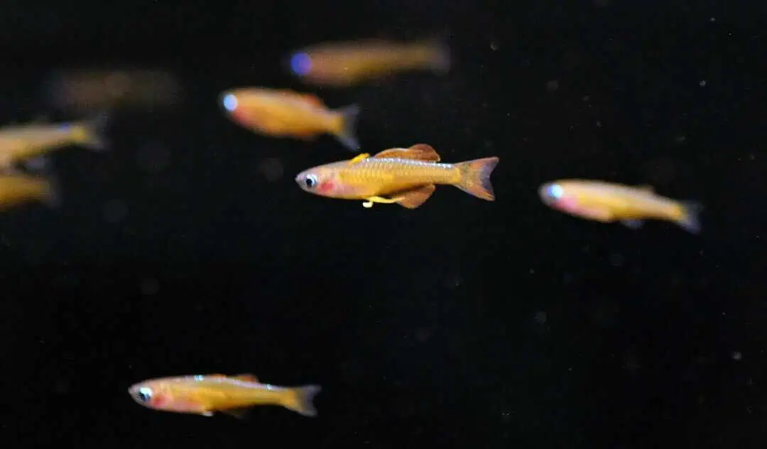 Pseudomugil Luminatus - Red Neon Blauauge