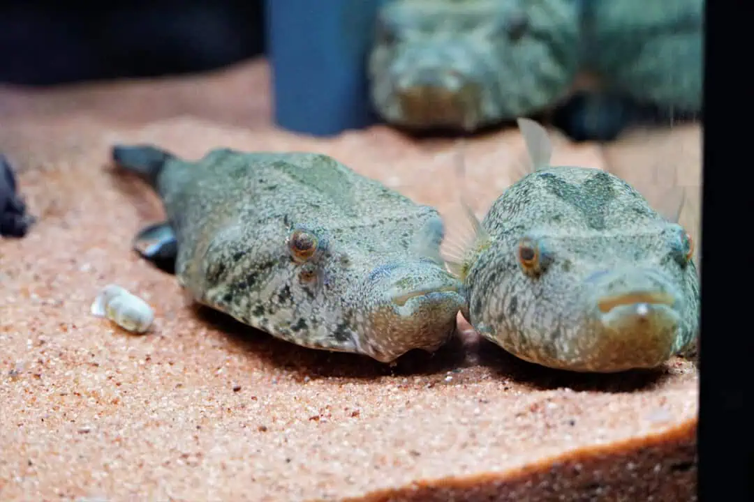 Tetraodon suvattii - Mekong Kofferkugelfisch 14-16 cm WF