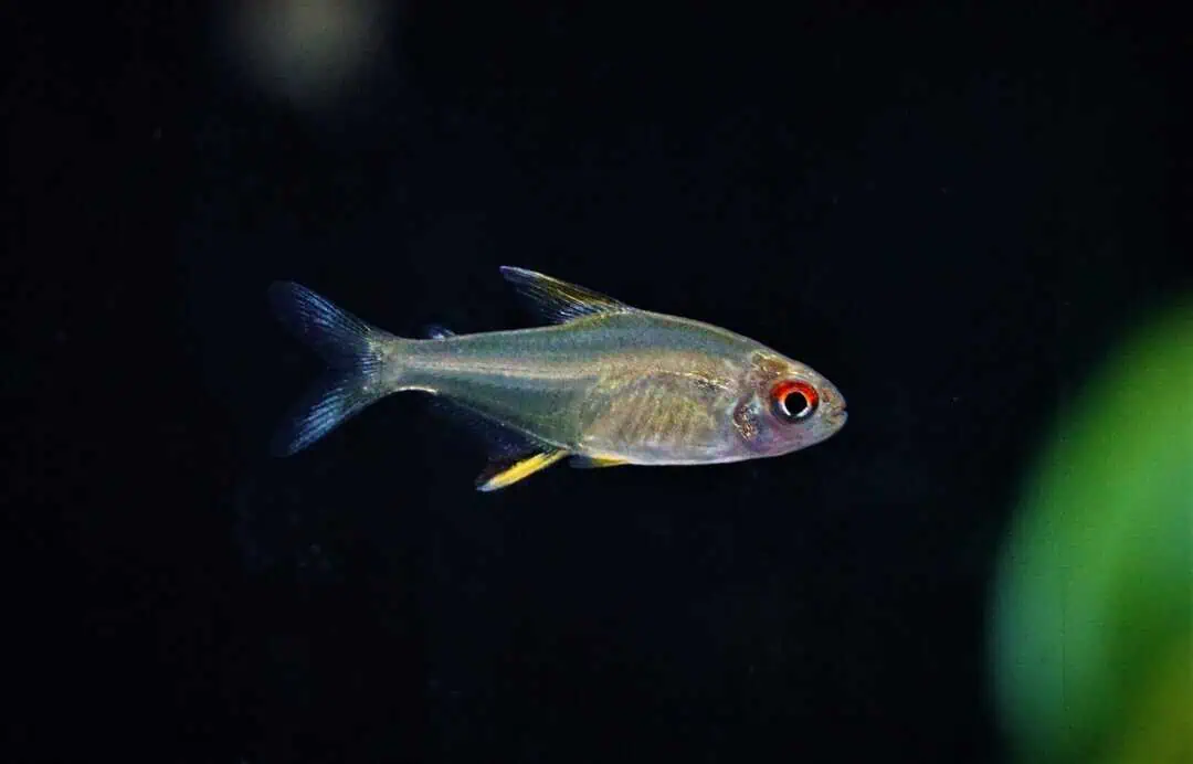 Hyphessobrycon Pulchripinnis - Zitronensalmler