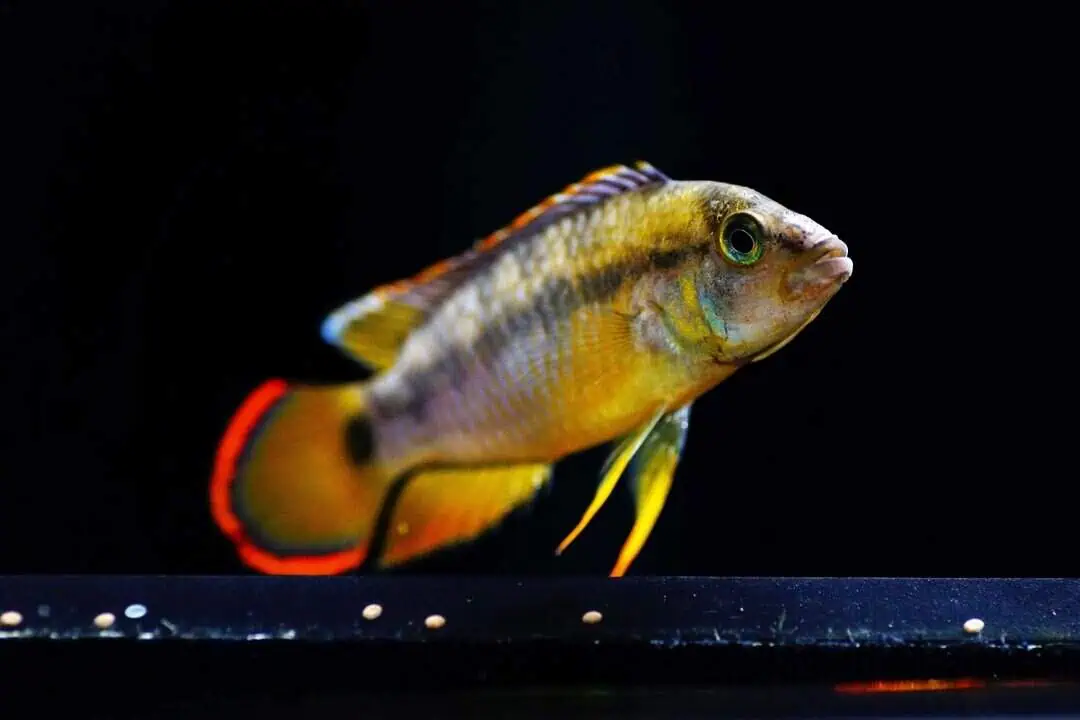 Apistogramma Nijsseni - Panda Zwergbuntbarsch