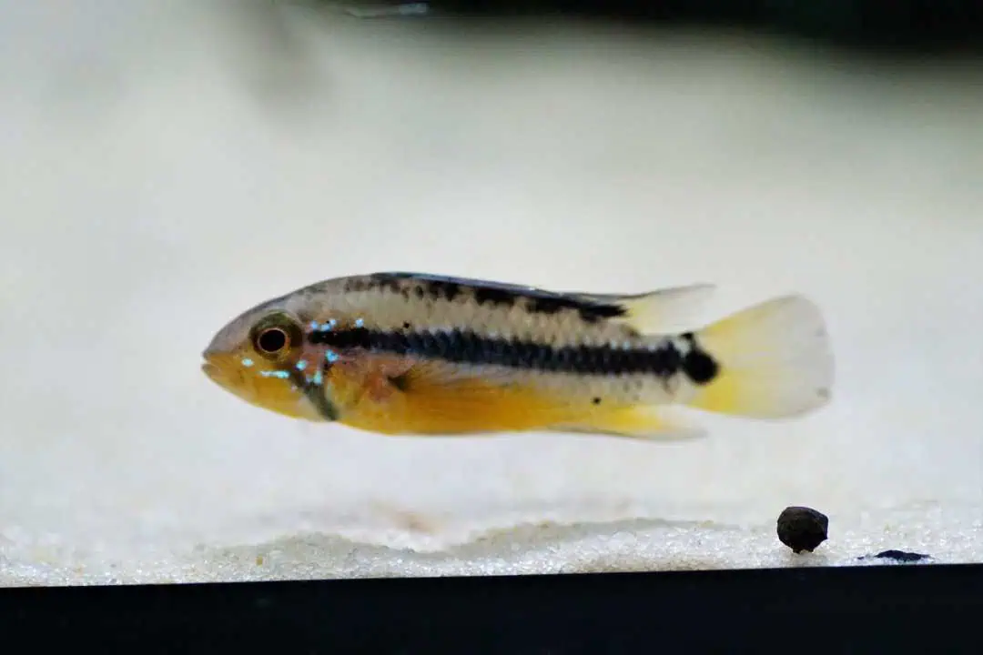 Apistogramma Atahualpa - Goldbauch Zwergbuntbarsch