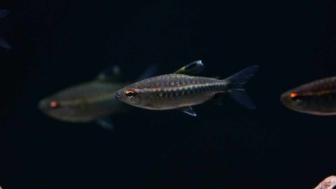 Arnoldichthys spilopterus Großschuppensalmler Fishtopia