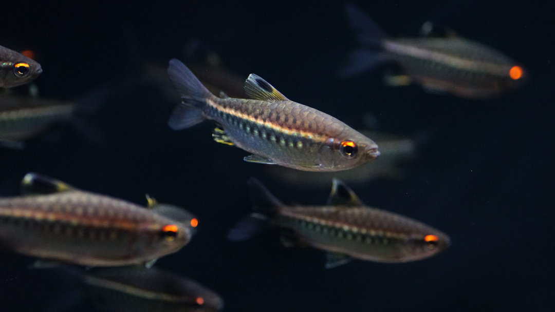 Arnoldichthys spilopterus Großschuppensalmler Fishtopia