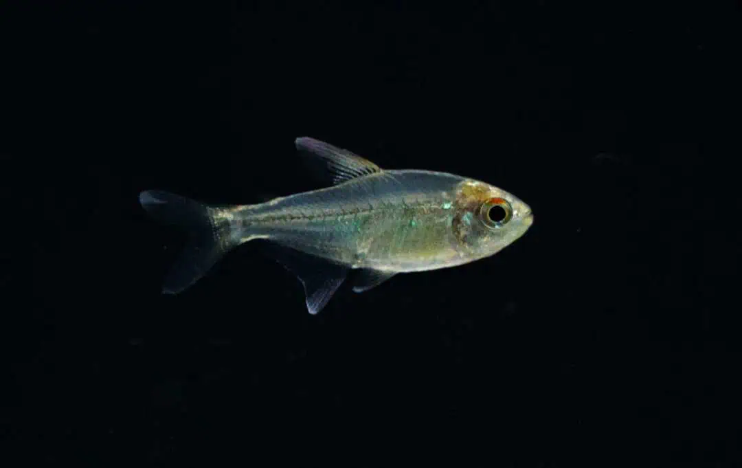 Moenkhausia pitteri - Brilliantsalmler