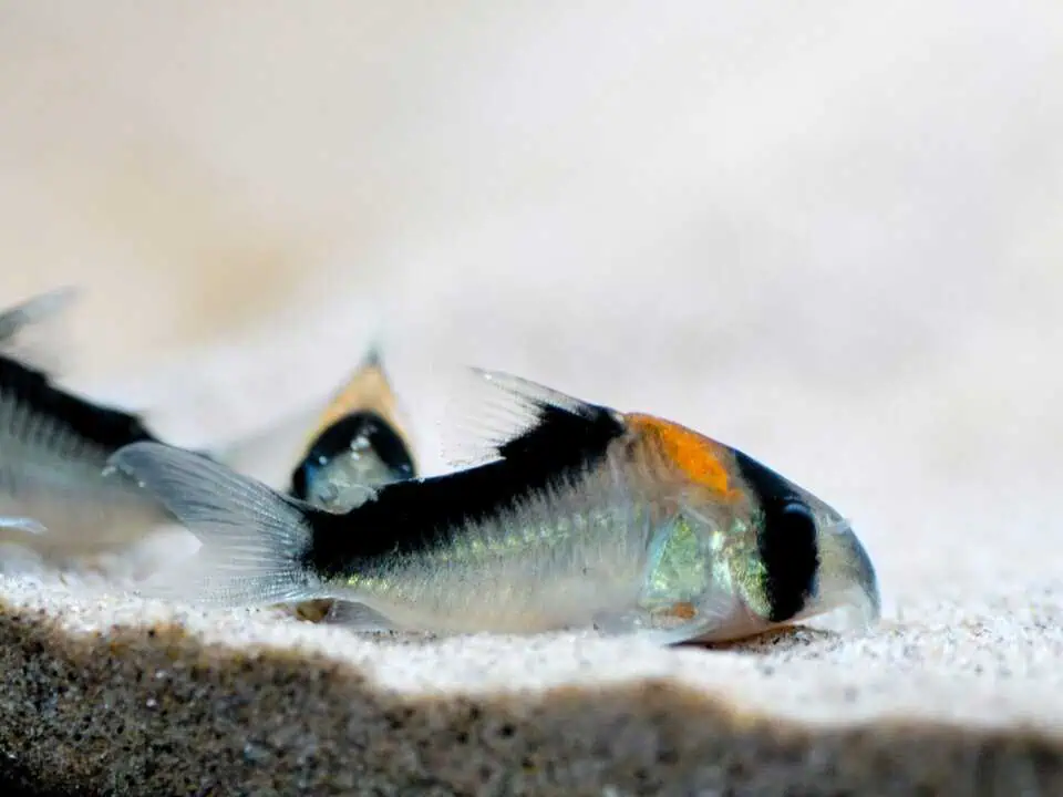 Corydoras adolfoi - Adolfos Panzerwels