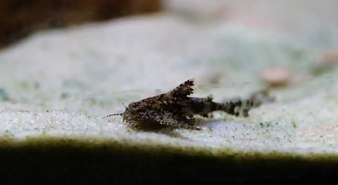 Hara Jerdoni - Deltaflügel Zwergwels WF