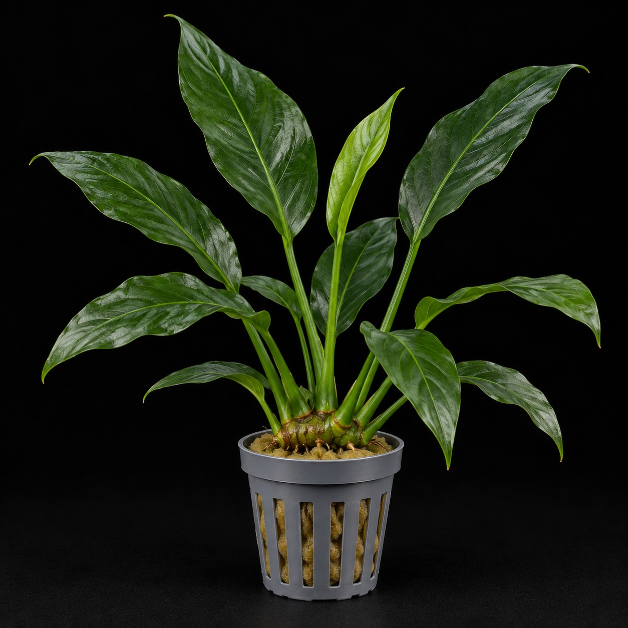 Anubias heterophylla