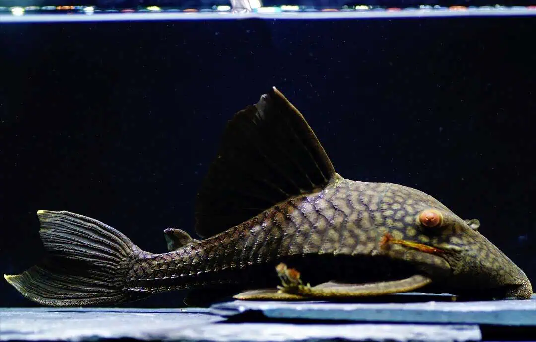 L330 Panaque cf. Nigrolineatus ca. 25cm