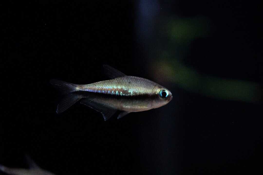 Nematobrycon Lacortei - Regenbogentetra - Fishtopia