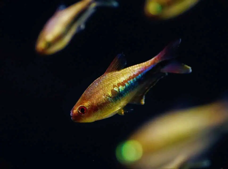 Nematobrycon Lacortei - Regenbogentetra