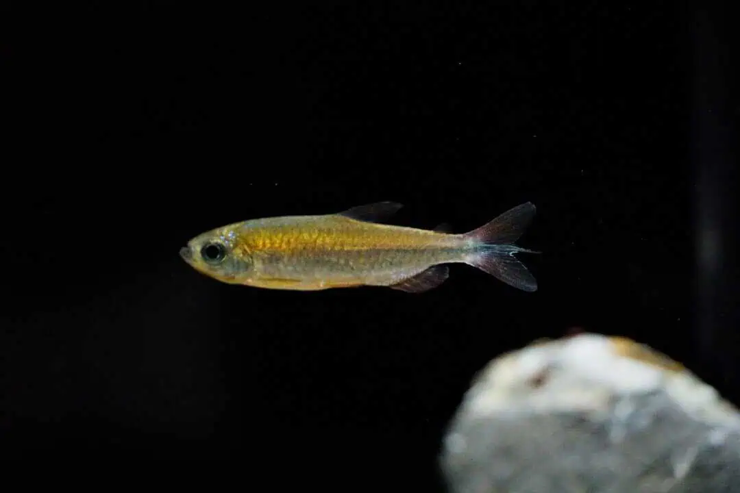 Phenacogrammus sp. Fantastique - Rubinroter Kongosalmler