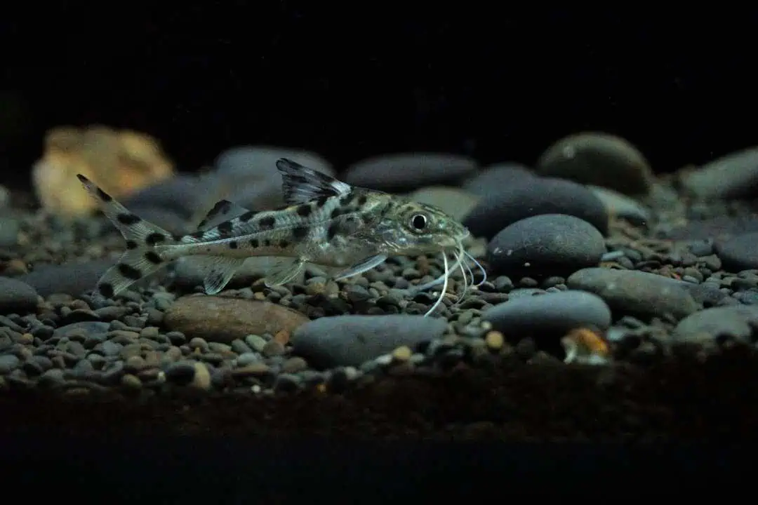 Pimelodus Pictus - Engelswels