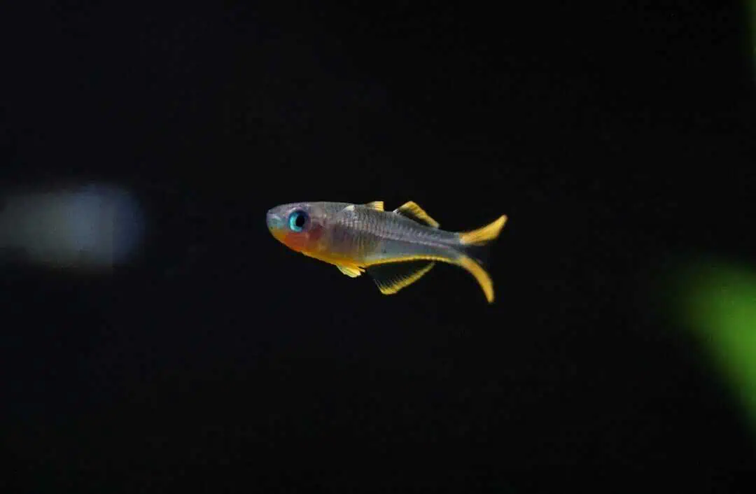 Pseudomugil furcatus - Gabelschwanz Blauauge