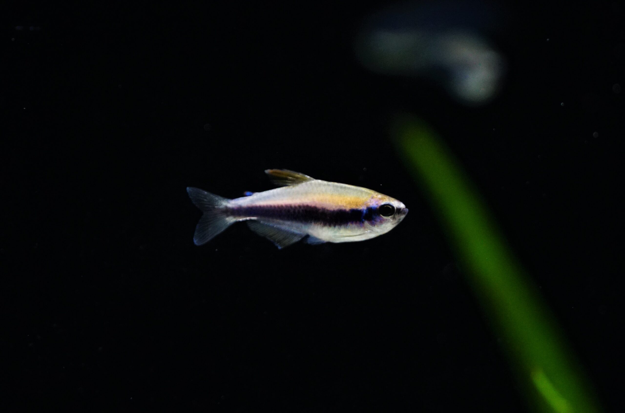 Inpaichthys Kerri - Blauer Königssalmler - Fishtopia