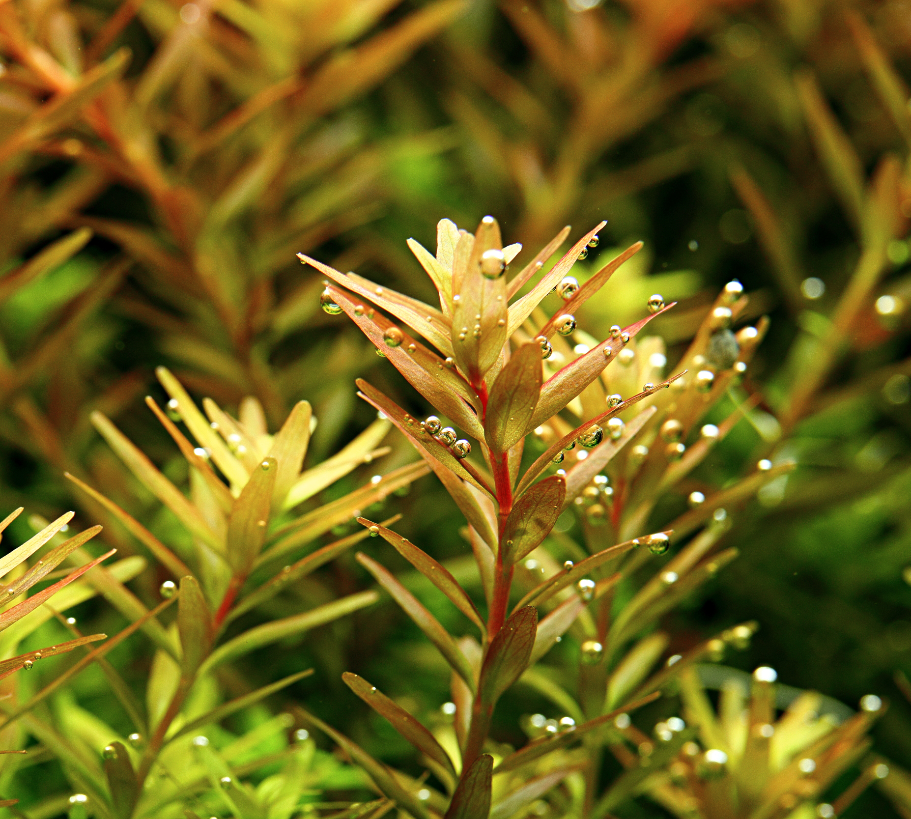 Rotala rotundifolia – Rundblättrige Rotala – Bild 2