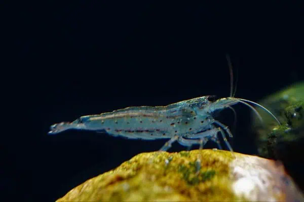 Caridina multidentata - Amano Garnele 2-4cm
