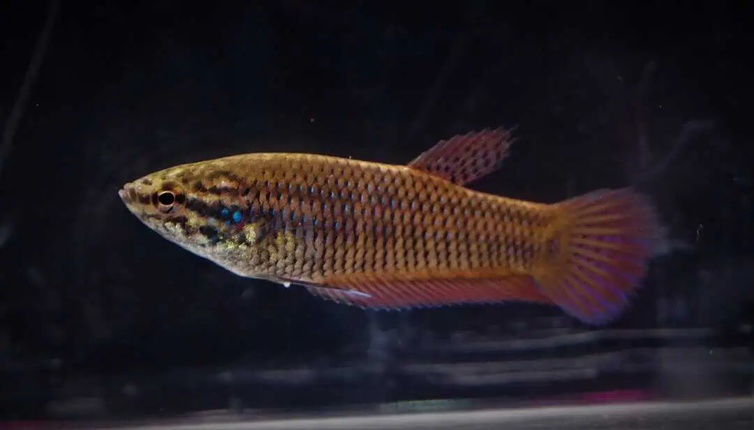 Betta Smaragdina - Smaragd Kampffisch 3-4cm