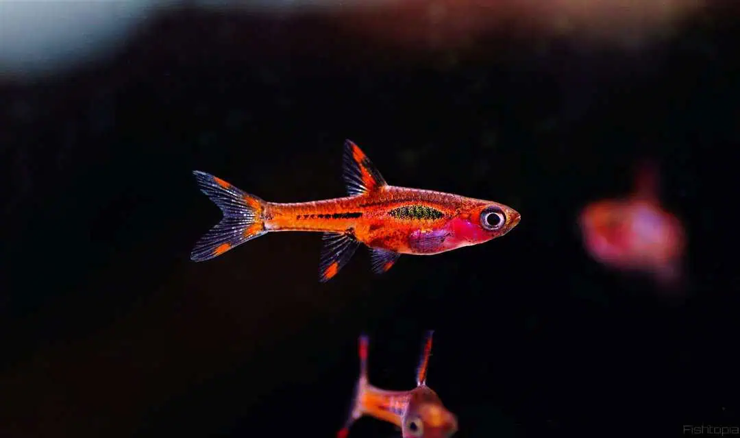 Boraras brigittae - Moskitobärbling